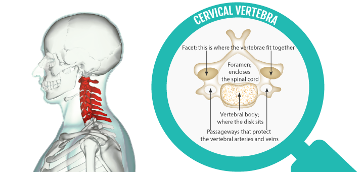 This image has an empty alt attribute; its file name is Cervical-vertebrae.png